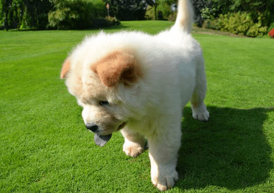 Chow Chow Puppies for sale | Pure Breed Pups | Pet Mania Dubai