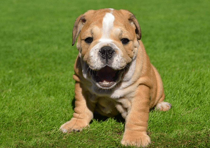 English Bulldog Puppies for sale Pure Breed Pups Pet